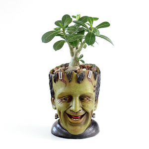  pot plant pot succulent plant .... equipment ornament flower pot garden pot decorative plant indoor planter garden I der many meat pot Classic horror 