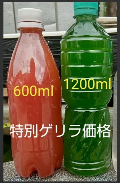 天然　グリーンウォーター(青水)1200ml&　PSB(光合成細菌)600ml