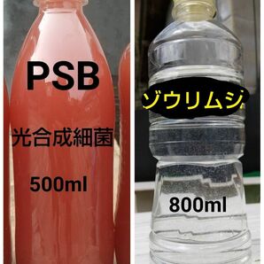 PSB(光合成細菌)500ml＆ゾウリムシ　800ml　。　メダカ　グリーンウォーター　金魚　ミジンコ