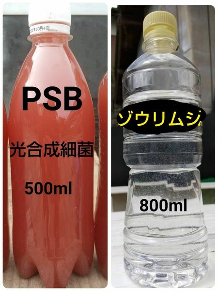 PSB(光合成細菌)500ml＆ゾウリムシ　800ml　。　メダカ　グリーンウォーター　金魚　ミジンコ