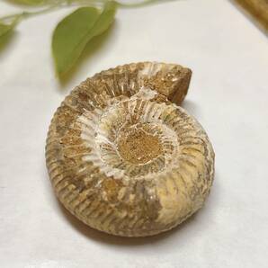 【E6696】アンモナイト＊ペリスフィンクテス＊化石＊中生代ジュラ紀 Ammonite