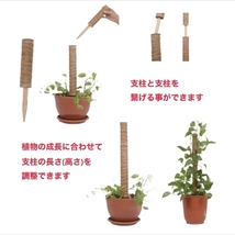 植物支柱　園芸支柱　ココナッツ支柱　Ａ級品　30cm　2本　天然　ココナッツ　支柱　観葉植物　モンステラ　ポトス　つる性植物_画像5