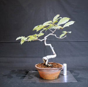  konara oak bonsai seedling depth 16cm width 24cm height 23cm