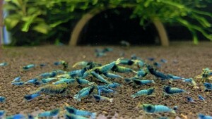 [Lёo-Lion] turquoise shadow shrimp 15 pcs starter Class [ bee shrimp organism ]