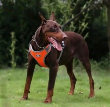 犬 ハーネス 中型犬 大型犬 小型犬 胴輪 簡単着脱 調節可能 引っ張り防止 オレンジ Sサイズ_画像3