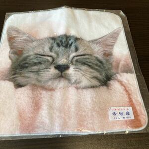 新品未使用☆子猫ちゃん 今治産プチタオル フルカラー染料プリント 綿100% タオルハンカチ ハンドタオル