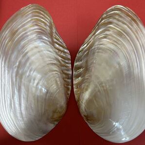 パールシェル 天然貝殻 お皿 螺鈿 ルアー 手作り アワビ貝殻 黒蝶貝殻5