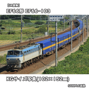◎KG写真【JR貨物】EF66形電気機関車 EF66-103 ■西濃運輸カンガルーライナー □撮影:東海道本線 2019/10/9［KG0552］