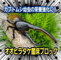 割れてるから格安です！　オオヒラタケ菌床ブロック　　　　カブトムシ幼虫の栄養強化に！マットに埋め込むだけ！　クワガタの産卵床にも_画像8