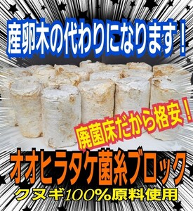 【5本セット】クワガタの産卵材の代わりに！オオヒラタケ菌床ブロック　簡単にほぐせるので幼虫の割り出しが楽です　マットに埋め込むだけ