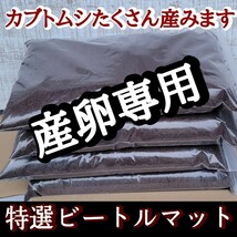 カブトムシの産卵専用　特選ビートルマット　オガを植菌で朽ちらせ室内で完熟発酵！　添加剤少なめで産卵意欲が高まり多産へと導きます！_画像2