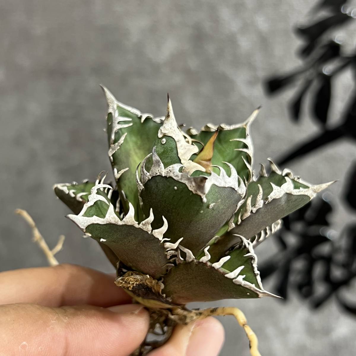 2023年最新】ヤフオク! -アガベ レッドキャットウィーズル(花、園芸)の