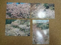 b□　林業試験場 浅川実験林のさくら　絵葉書　4枚セット　桜　東京都八王子市　/c5_画像2