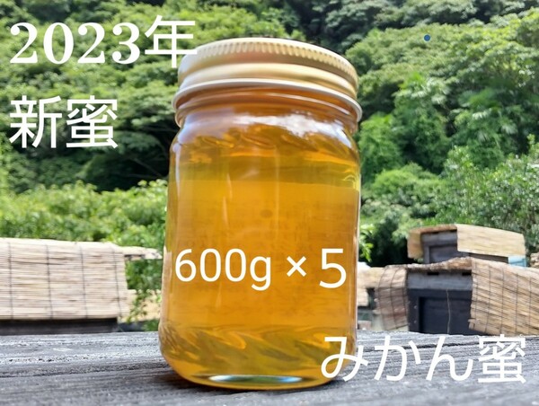 【非加熱、純粋はちみつ】スッキリとした甘さとほのかな酸味が人気な希少蜂蜜「みかん蜜」600g×5本 3000g 国産蜂蜜 完熟 天然