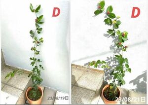 四季咲きネムの木 苗 苗木