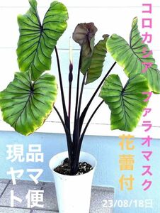 Colocasia pharaoh's maskコロカシア ファラオマスク花蕾付