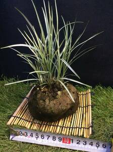 白竜です。冬越しします。溶岩鉢 Hに植わってます。和風のテーブルにどうですか？水切れに気をつけてください。葦簀付き。