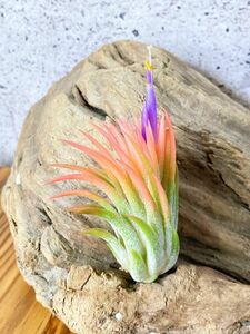 【Frontier Plants】 【現品　開花株】チランジア・イオナンタ・ピーチ（パープルフラワー） T. ionantha Peach (Purple Flower)【C】