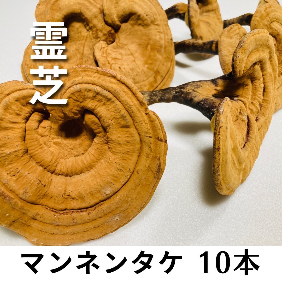 2025年最新】Yahoo!オークション -霊芝 サルノコシカケの中古品 2025年最新】Yahoo!オークション -霊芝 サルノコシカケの中古品
