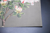 フランスアンティーク 博物画 植物画『AZALEA　INDICA　PONCTULATA　アザレア』 多色刷り石版画　ボタニカルアート_画像6