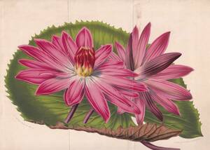 フランスアンティーク 博物画 植物画『NYMPHAEA hybr ORTGIESii 蓮　』 多色刷り石版画　ボタニカルアート