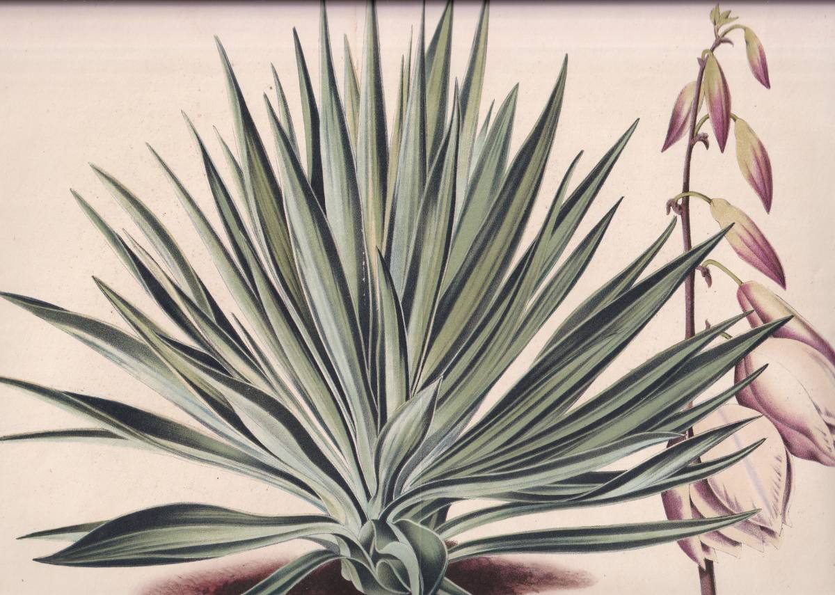 年最新ヤフオク! 植物画 ボタニカルアート版画の中古品・新品