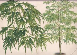 フランスアンティーク 博物画 植物画『ACER POLYMOTPHUM PALAMATIFIDUM』 多色刷り石版画　ボタニカルアート