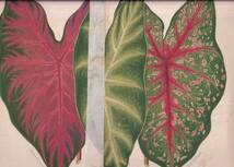 フランスアンティーク 博物画 植物画『Henri　Doucet　※大きな難あり※』 多色刷り石版画　ボタニカルアート_画像1