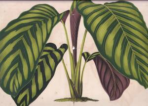 フランスアンティーク 博物画 植物画『MARANTA』 多色刷り石版画　ボタニカルアート