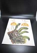 フランスアンティーク 博物画 植物画『ONCIDIUM KRAMERIANUM』 多色刷り石版画　ボタニカルアート_画像2