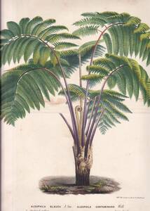 フランスアンティーク 博物画 植物画『ALSOPHILA GLAUCA』 多色刷り石版画　ボタニカルアート