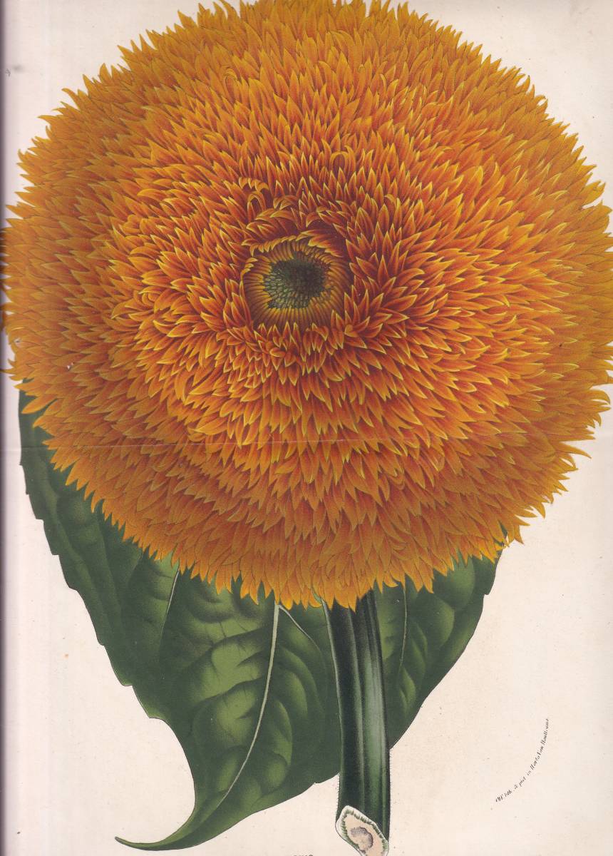 年最新ヤフオク! 植物画 ボタニカルアート版画の中古品・新品