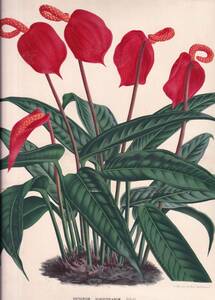フランスアンティーク 博物画 植物画『ANTHURIUM　SCHERZERIANUM』 多色刷り石版画　ボタニカルアート