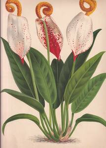フランスアンティーク 博物画 植物画『ANTHURIUM　SCHERTZERLANUM　アンセリウム』 多色刷り石版画　ボタニカルアート
