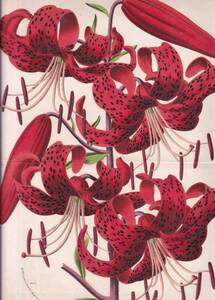 フランスアンティーク 博物画 植物画『LILIUM　TIGRINUM SPLENDENS　ユリ』 多色刷り石版画　ボタニカルアート