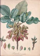フランスアンティーク 博物画 植物画『Distachier eｍ Sruit』 多色刷り石版画　ボタニカルアート_画像1