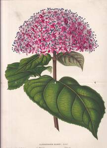 フランスアンティーク 博物画 植物画『CLERODENDRON　BUNGEI　』 多色刷り石版画　ボタニカルアート