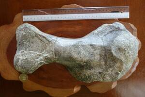 アンキロサウルス　30cm超の巨大上腕骨化石　ツーメディスン累層産　中生代白亜紀