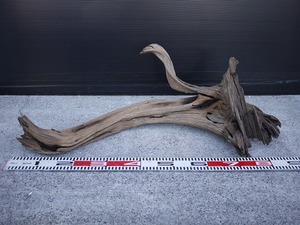 引き取り限定　特大流木　８４ｃｍ