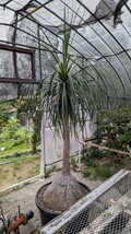 トックリラン　約３０年　大株　２２０CM　引き取り　近隣配達可能　ポニーテール　観葉植物　大型_画像2