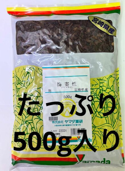 サルノコシカケ科、宮崎県産の梅奇性です。国内の製薬メーカーだから安心安全