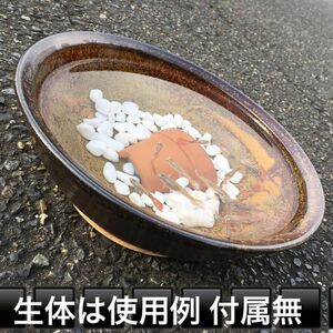 特典★陶磁器 焼物 水鉢●中・小●水槽 陶器 オブジェ アクアリウム テラリウム 観賞魚 フラワー 信楽焼 甕 メダカ鉢 小魚 