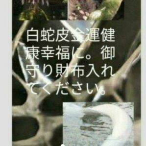 白蛇皮金運開運恋愛お守り赤い目の弁財天化身　必ず開運　全てうまくいく先生手作り