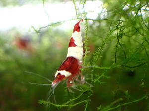  red shadow shrimp 7 pcs # bee shrimp # Cherry shrimp 