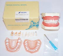 NISSIN 歯周病 歯科 模型 歯周外科 顎模型 歯科衛生士 ニッシン スケーリング スケーラー SRP 歯石 マネキン 超音波 ペリオ 舌 3 _画像1