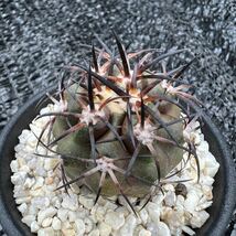 Copiapoa dura錦　実生_画像2