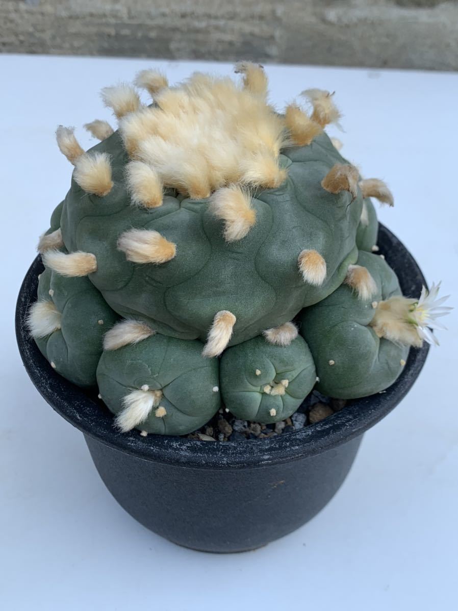 13 ロホホラ 翠冠玉 良タイプ カキコ自根・サボテン 多肉植物