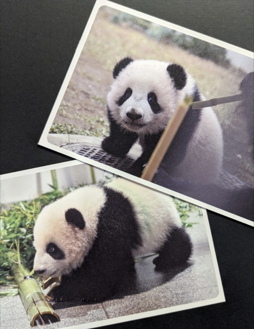 2023年最新】ヤフオク! -上野動物園 パンダ(絵はがき、ポストカード)の