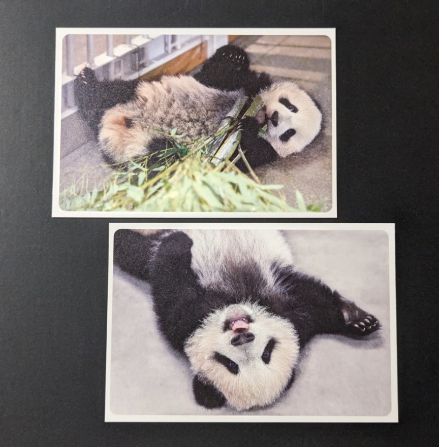 2023年最新】ヤフオク! -上野動物園 パンダ(絵はがき、ポストカード)の