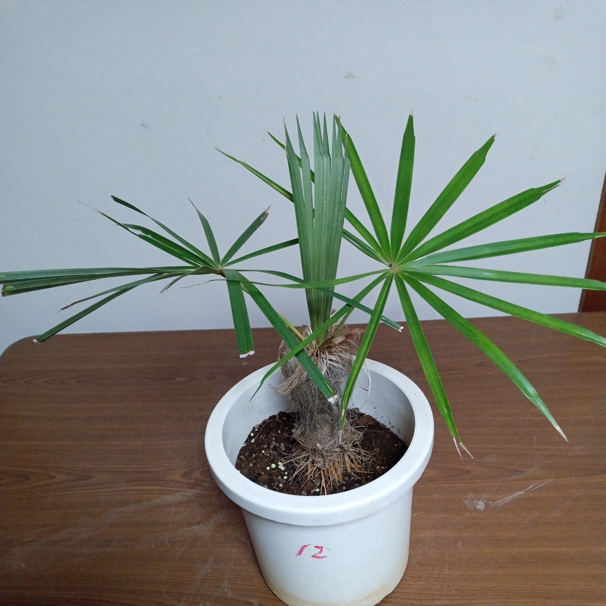 Yahoo!オークション -「(レア 希少)」(ヤシ) (観葉植物)の落札相場